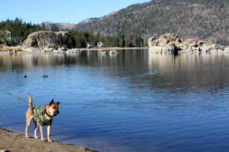 f:id:mamimami_LA:20081129080127j:image