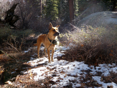 f:id:mamimami_LA:20081129112709j:image