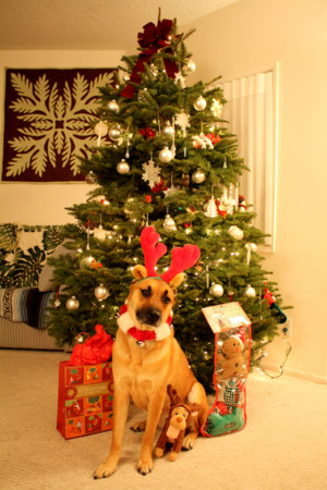 f:id:mamimami_LA:20081223192002j:image