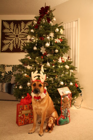 f:id:mamimami_LA:20081223192245j:image