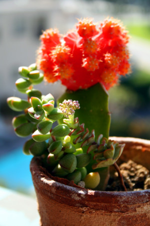 f:id:mamimami_LA:20090120114555j:image f:id:mamimami_LA:20090120114555j:image