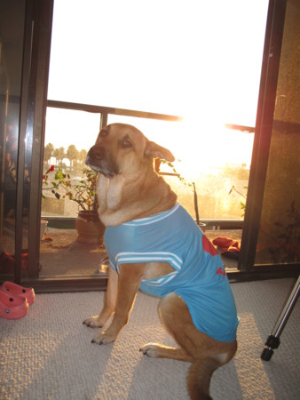 f:id:mamimami_LA:20090218171624j:image f:id:mamimami_LA:20090218171624j:image