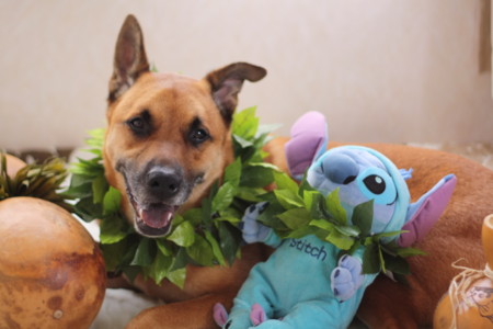 f:id:mamimami_LA:20090625150328j:image