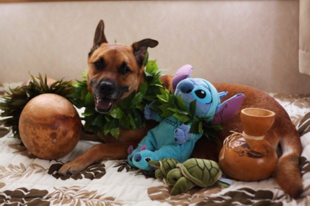 f:id:mamimami_LA:20090625150359j:image