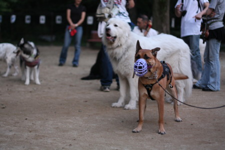 f:id:mamimami_LA:20090705010544j:image