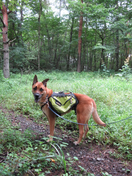 f:id:mamimami_LA:20090809204312j:image f:id:mamimami_LA:20090809204312j:image