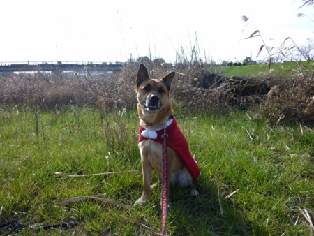 f:id:mamimami_LA:20091224095042j:image f:id:mamimami_LA:20091224095042j:image