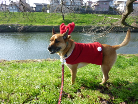 f:id:mamimami_LA:20091224101201j:image f:id:mamimami_LA:20091224101201j:image