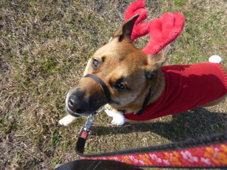 f:id:mamimami_LA:20091224101807j:image f:id:mamimami_LA:20091224101807j:image