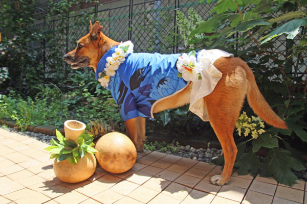 f:id:mamimami_LA:20100531000911j:image