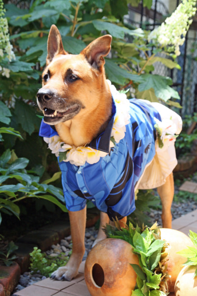 f:id:mamimami_LA:20100531000932j:image