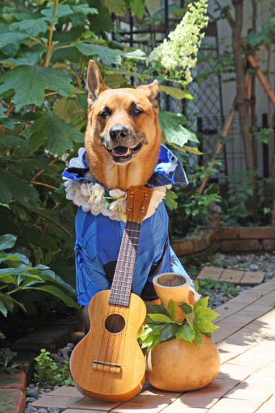 f:id:mamimami_LA:20100531001119j:image