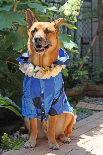 f:id:mamimami_LA:20100531001209j:image