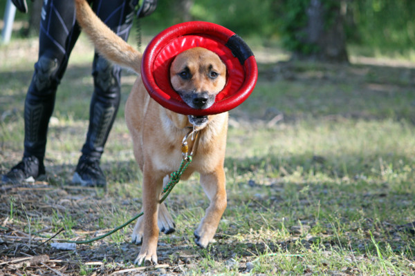 f:id:mamimami_LA:20100606050330j:image