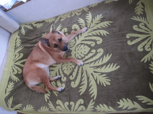 f:id:mamimami_LA:20100616164907j:image