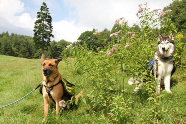 f:id:mamimami_LA:20100810141630j:image f:id:mamimami_LA:20100810141630j:image