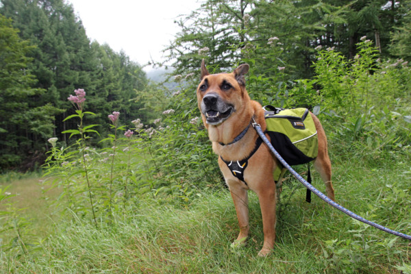 f:id:mamimami_LA:20100811105157j:image f:id:mamimami_LA:20100811105157j:image