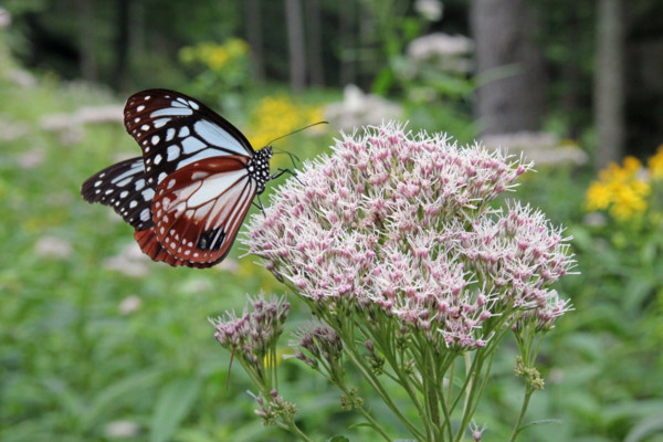 f:id:mamimami_LA:20100811180217j:image f:id:mamimami_LA:20100811180217j:image