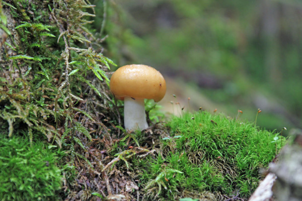 f:id:mamimami_LA:20100812160822j:image f:id:mamimami_LA:20100812160822j:image