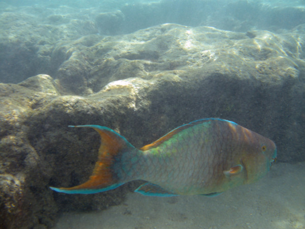 f:id:mamimami_LA:20100902103142j:image