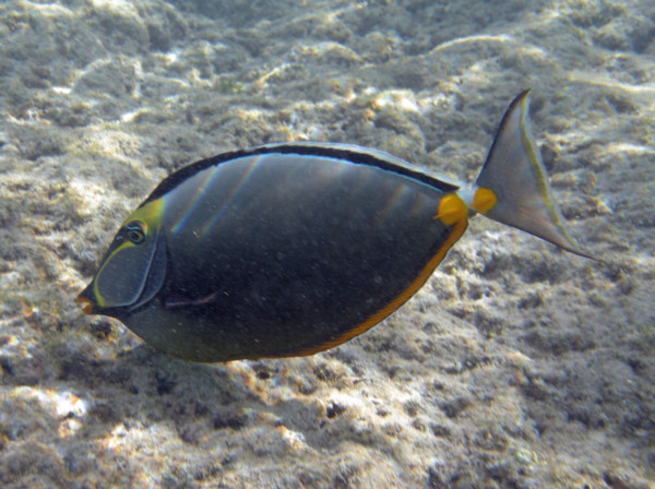 f:id:mamimami_LA:20100902103727j:image