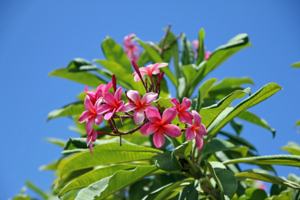 f:id:mamimami_LA:20100903073618j:image