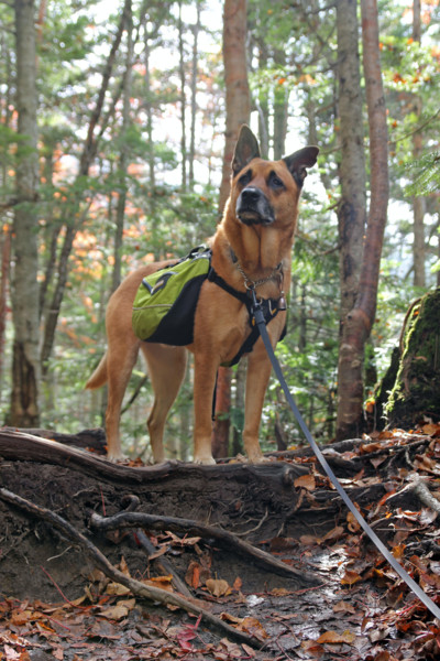 f:id:mamimami_LA:20101015170608j:image f:id:mamimami_LA:20101015170608j:image