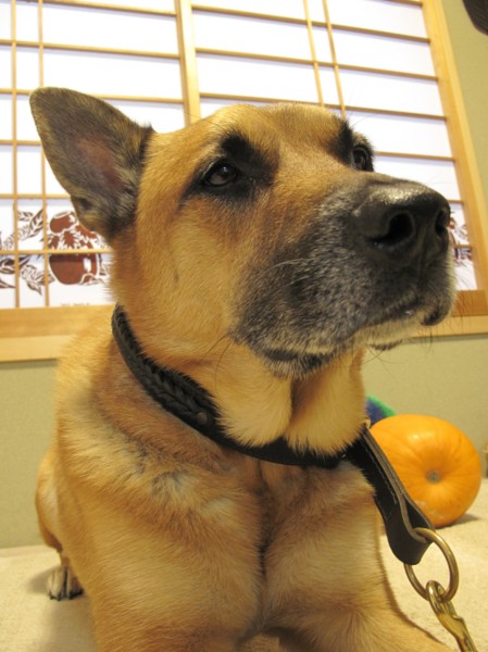 f:id:mamimami_LA:20101101201108j:image