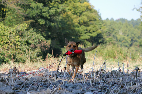 f:id:mamimami_LA:20101106201650j:image f:id:mamimami_LA:20101106201650j:image