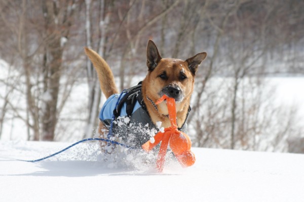 f:id:mamimami_LA:20110114120650j:image f:id:mamimami_LA:20110114120650j:image