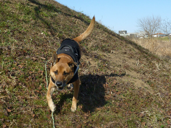 f:id:mamimami_LA:20110121100117j:image