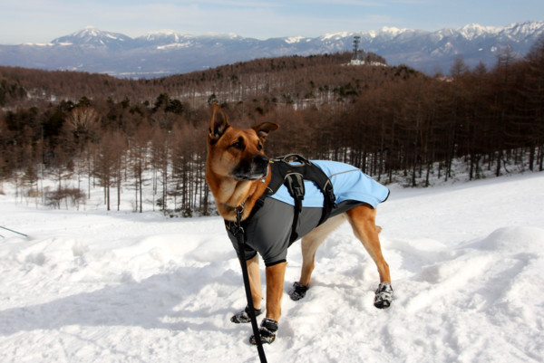 f:id:mamimami_LA:20110202190247j:image f:id:mamimami_LA:20110202190247j:image