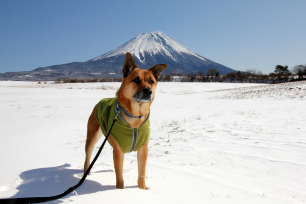 f:id:mamimami_LA:20110213113606j:image f:id:mamimami_LA:20110213113606j:image