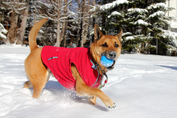 f:id:mamimami_LA:20110213172317j:image f:id:mamimami_LA:20110213172317j:image