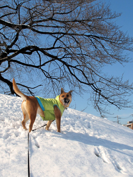 f:id:mamimami_LA:20110214163937j:image f:id:mamimami_LA:20110214163937j:image