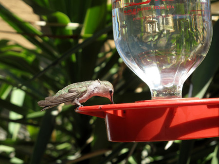 f:id:mamimami_LA:20110529091329j:image