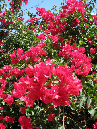 f:id:mamimami_LA:20110529095830j:image