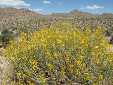 f:id:mamimami_LA:20110529130423j:image