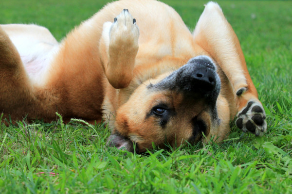 f:id:mamimami_LA:20110804212856j:image f:id:mamimami_LA:20110804212856j:image