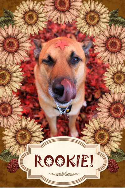 f:id:mamimami_LA:20111120090947j:image