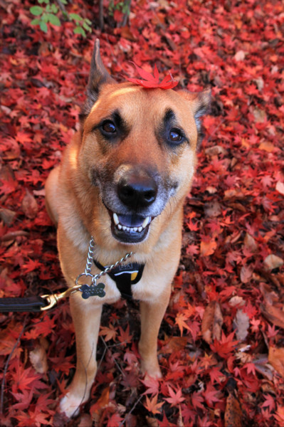 f:id:mamimami_LA:20111120091232j:image