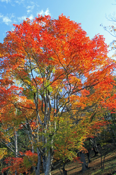 f:id:mamimami_LA:20111120093533j:image