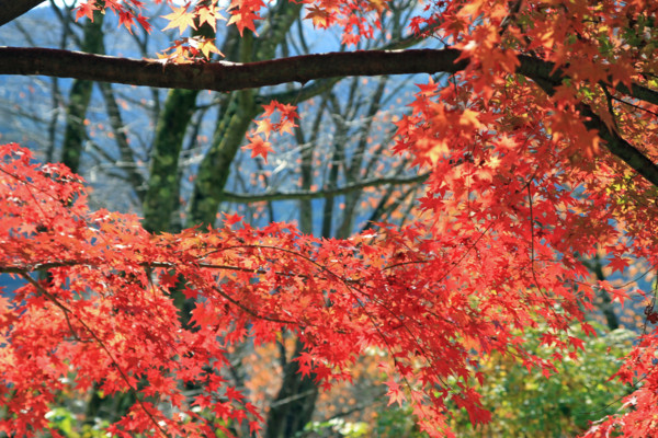 f:id:mamimami_LA:20111120111512j:image