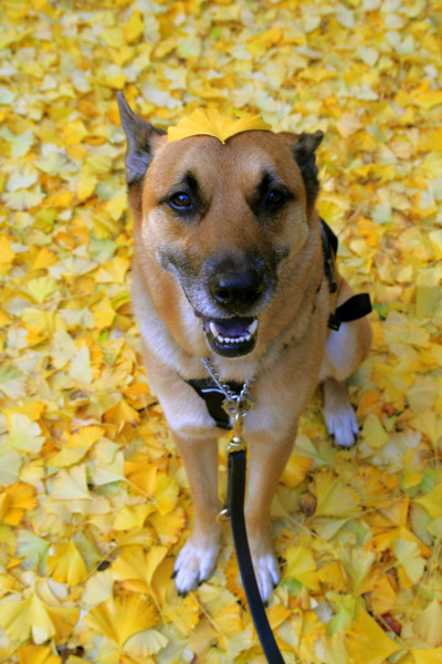 f:id:mamimami_LA:20111120113352j:image