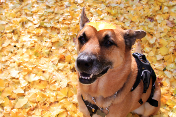 f:id:mamimami_LA:20111120113703j:image