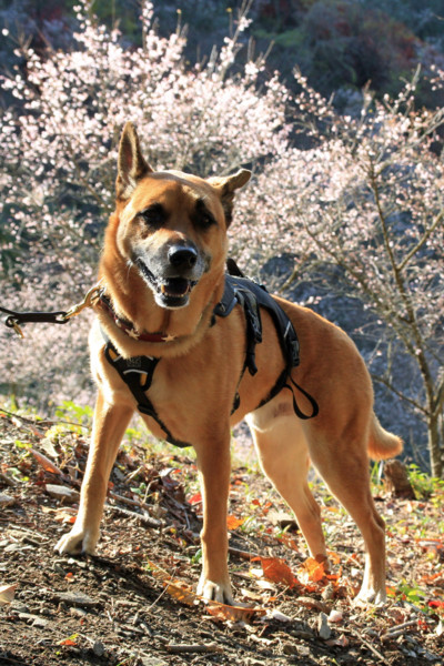 f:id:mamimami_LA:20111120171928j:image