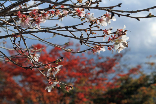 f:id:mamimami_LA:20111120174602j:image