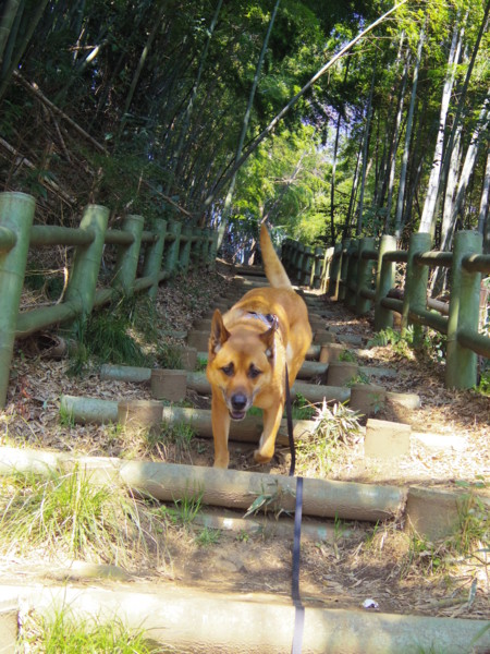 f:id:mamimami_LA:20120315112446j:image