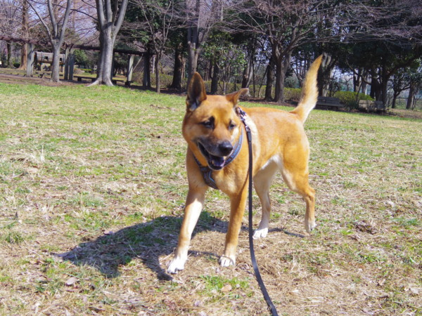 f:id:mamimami_LA:20120315112621j:image