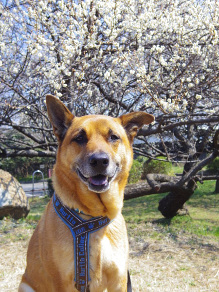 f:id:mamimami_LA:20120315113111j:image